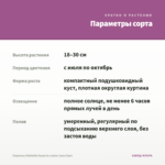 Георгины Dahlietta Surprise Louise (срез/3шт) — параметры сорта