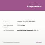 Георгины Dahlietta Surprise Louise (срез/3шт) — как укоренить черенок