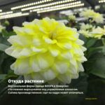 Георгины Dahlinova Montana (0,1л) — откуда растение: вертикальная ферма Завода ФЛОРА в Кемерово