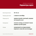 Георгины Dalaya Krishna (срез/3шт) — параметры сорта