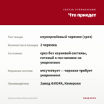 Георгины Dalaya Krishna (срез/3шт) — что приедет