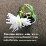 Георгины Dalaya Maxi Tampico (0,1л) — в таком виде растение уходит в заказ