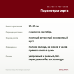 Георгины Dalaya Maxi Tampico (срез/3шт) — параметры сорта