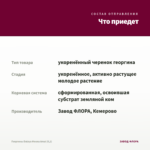 Георгины Dalaya Meena Amal (0,1) — что приедет
