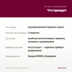 Георгины Dalaya Meena Amal (срез/3шт) — что приедет