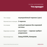 Георгины Dalaya Meena Kala (срез/3шт) — что приедет