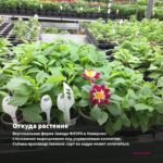 Георгины Dalaya Mini Cruzilia (срез/3 шт) — откуда растение: вертикальная ферма Завода ФЛОРА в Кемерово