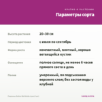 Георгины Dalina Midi Malta (срез/3 шт) — параметры сорта
