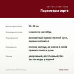 Георгины Dalina Midi Mariana (0,1л) — параметры сорта