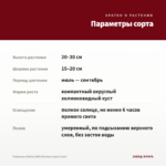 Георгины Dalina Midi Mariana (срез/3 шт) — параметры сорта
