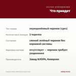 Георгины Dalina Midi Mariana (срез/3 шт) — что приедет