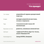 Георгины Dalina Mini Luzia (0,1л) — что приедет
