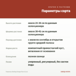 Георгины Darling Orange Flare (0,1л) — параметры сорта