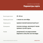 Георгины Darling Orange Flare (срез/3шт) — параметры сорта