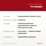 Георгины Gallery Valentin (срез/3 шт) — что приедет