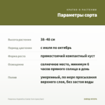 Георгины Hypnotica Candy Corn (срез/3шт) — параметры сорта