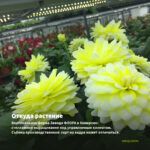 Георгины Hypnotica Lemon Swirl (срез/3шт) — откуда растение: вертикальная ферма Завода ФЛОРА в Кемерово
