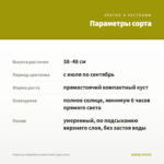 Георгины Hypnotica Lemon Swirl (срез/3шт) — параметры сорта