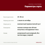 Георгины Hypnotica Orange (срез/3шт) — параметры сорта
