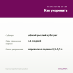 Георгины Hypnotica Purple (срез/3шт) — как укоренить черенок