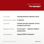 Георгины Hypnotica Red (срез/3 шт) — что приедет