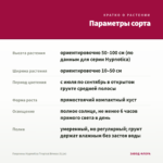 Георгины Hypnotica Tropical Breeze (0,1л) — параметры сорта