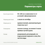 Георгины HYPNOTICA WHITE (срез/3шт) — параметры сорта
