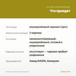 Георгины Hypnotica Yellow (срез/3шт) — что приедет