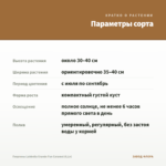 Георгины Labbella Grande Fun Caramel (0,1л) — параметры сорта