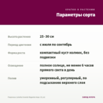Георгины Labella Grande Magenta Impr. (0,1л) — параметры сорта