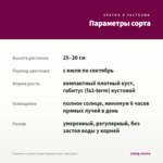 Георгины Labella Grande Magenta Impr. (срез/3шт) — параметры сорта