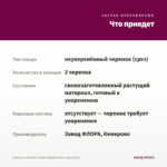 Георгины Labella Grande Magenta Impr. (срез/3шт) — что приедет