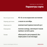 Георгины Labella Maggiore FIRE (0,1л) — параметры сорта