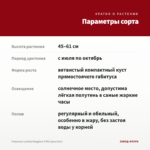 Георгины Labella Maggiore FIRE (срез/3шт) — параметры сорта