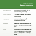 Георгины Labella Maggiore Rose Bicolour (0,1л) — параметры сорта