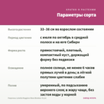 Георгины Labella Maggiore Rose Bicolour (0,1л) — параметры сорта