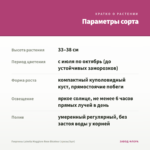 Георгины Labella Maggiore Rose Bicolour (срезы/3шт) — параметры сорта