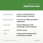 Георгины Labella Piccolo White (срез/3шт) — параметры сорта