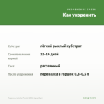 Георгины Labella Piccolo White (срез/3шт) — как укоренить черенок