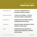 Георгины Labella Piccolo Yellow (0,1л) — параметры сорта