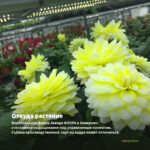 Георгины Labella Piccolo Yellow (срез/3шт) — откуда растение: вертикальная ферма Завода ФЛОРА в Кемерово
