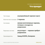 Георгины Labella Piccolo Yellow (срез/3шт) — что приедет