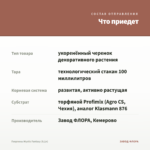 Георгины Mystic Fantasy (0,1л) — что приедет