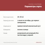 Георгины Novation Salmon (срез/3шт) — параметры сорта