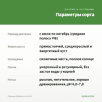 Георгины Raspberry Ice (0,1л) — параметры сорта