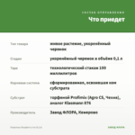 Георгины Raspberry Ice (0,1л) — что приедет