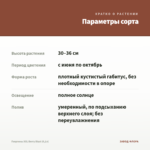 Георгины XXL Berry Blast (0,1л) — параметры сорта