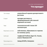 Георгины XXL Veracruz (0,1л) — что приедет