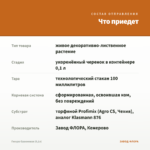 Гинура Оранжевая (0,1л) — что приедет