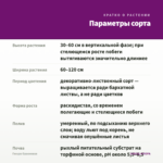 Гинура Оранжевая — параметры сорта